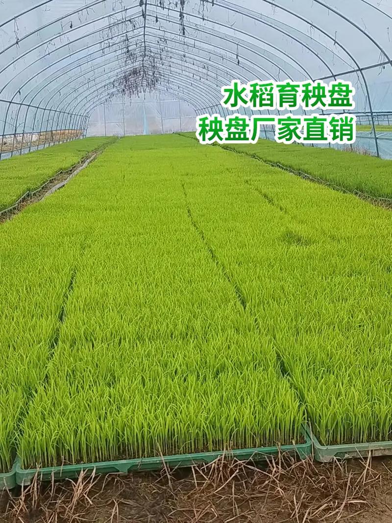 玉林插秧機育苗盤源頭廠家直供 育秧盤選購指南與行業洞察