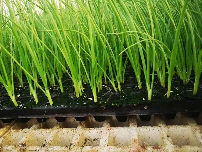 工廠化穴盤洋蔥育苗 專業育苗盤技術全解析